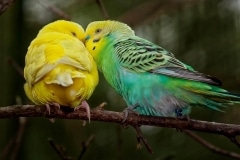 Two healthy budgies. One yellow and the other one green.