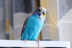 A lovely blue budgie sitting lovely.