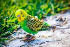 A yellow budgerigar in nature looking funny.