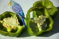budgie-eating-green-pepper