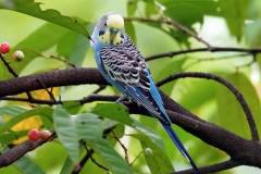 budgie-in-nature