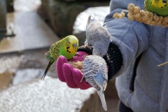 budgies-eating-from-hand