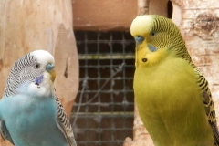 budgies-in-nature