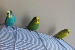 budgies-on-a-gage