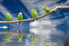 budgies-on-rope