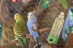 colorful-parakeet-outside-cage
