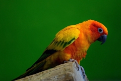 colorful-parakeet