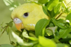 curious-little-yellow-budgie