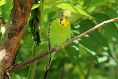 green-budgie-in-nature