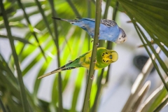 yellow-and-blue-budgie