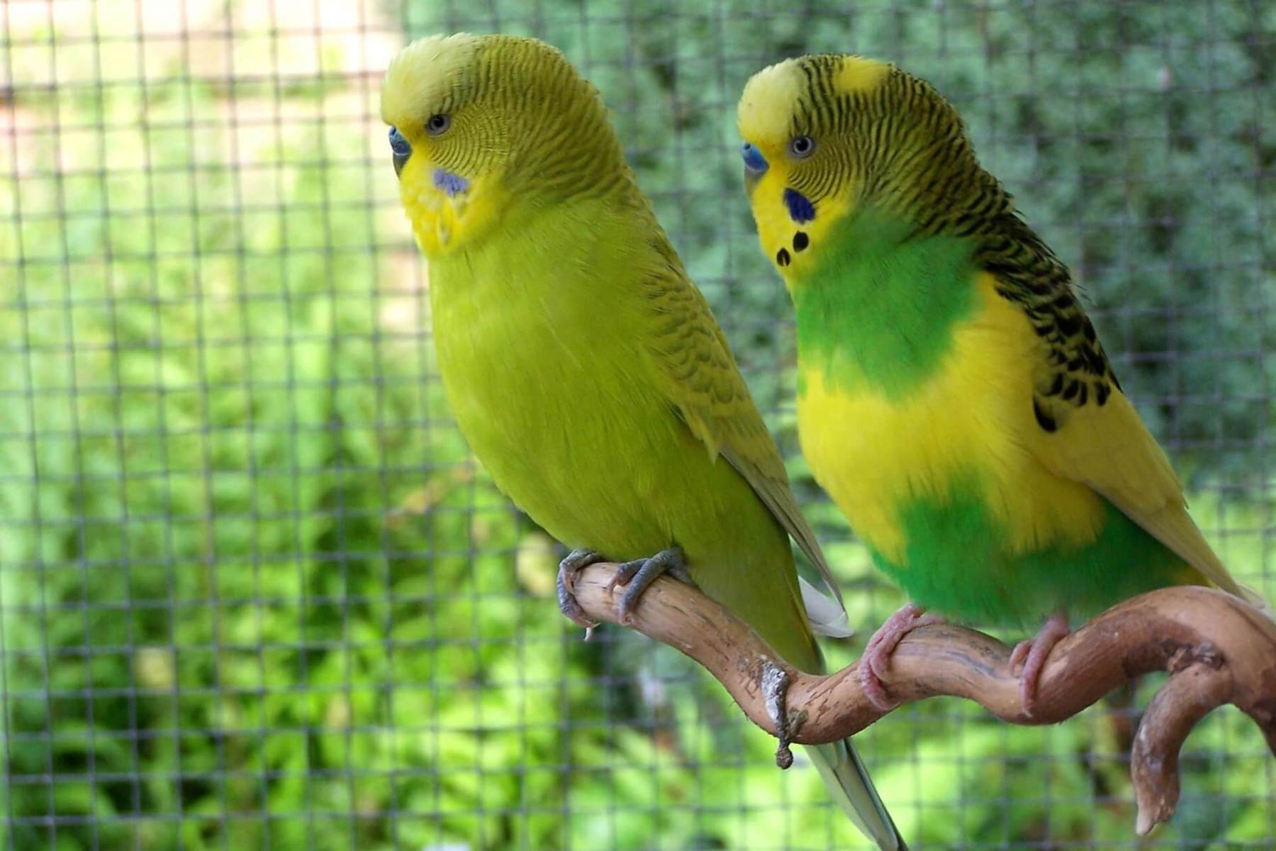 Download Budgerigar colors and their variety (Photo album) | The ...