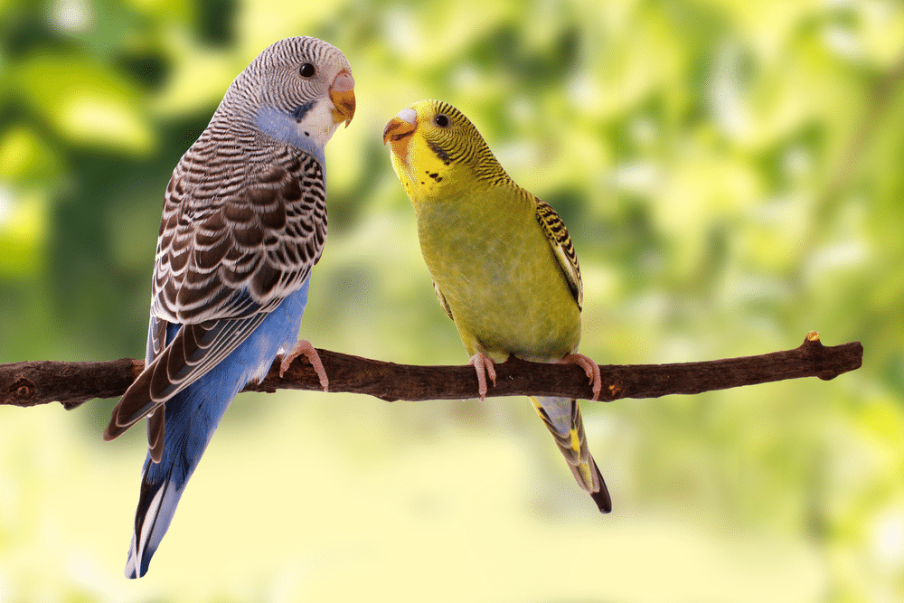 Two budgies on a branch.