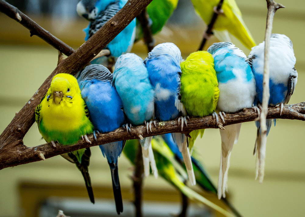 Colorful budgies on a branch.