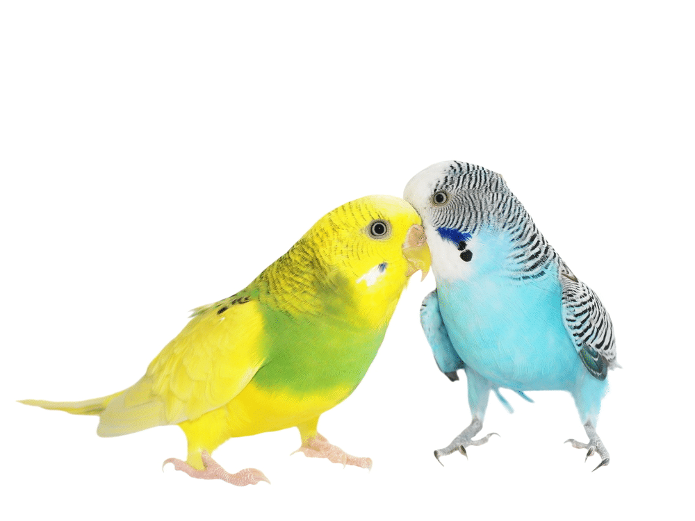 Yellow and blue budgerigar.