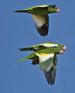 Brotogeris Parakeets