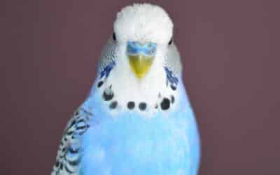 Budgie Color Mutations Explained: Lutino, Albino, Opaline, Spangle, Pied and More