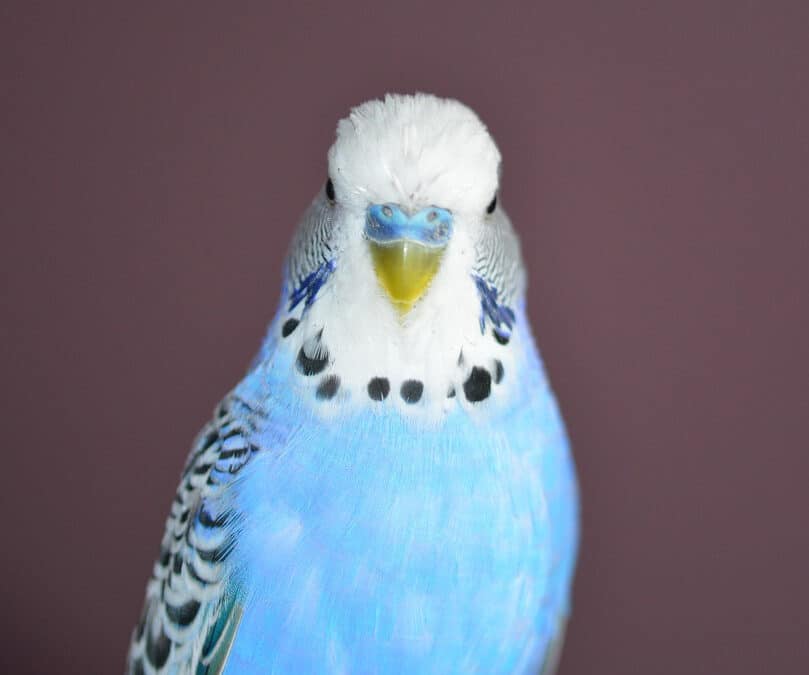 Budgie Color Mutations Explained: Lutino, Albino, Opaline, Spangle, Pied and More