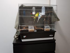 Two budgies in their cage.