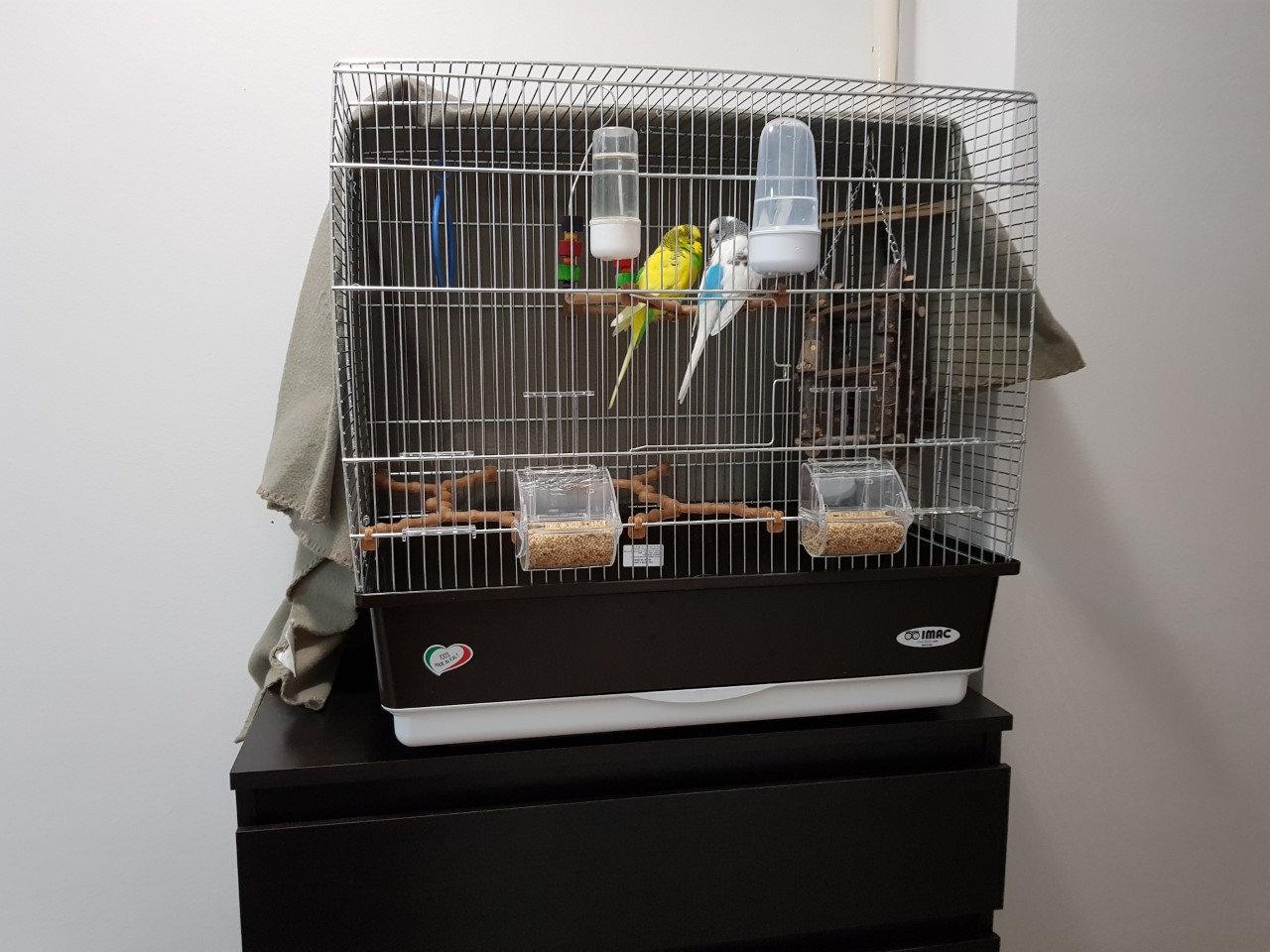 Budgie cage and their acomodation