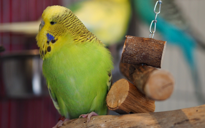 How to take care of a budgie