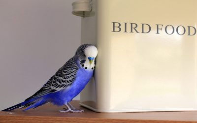 Budgies diet and everything you need to know