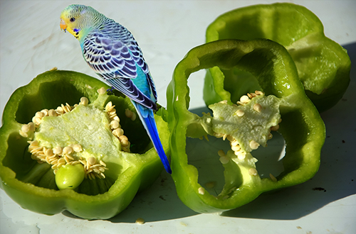 A budgie eating healthy vegetables