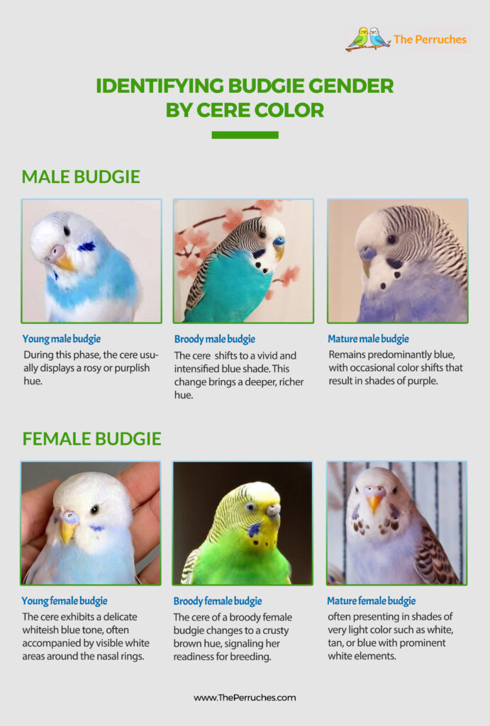 How to identify the gender of a budgie The Perruches