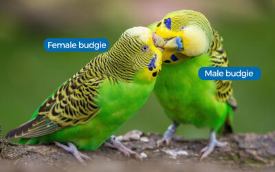 How to identify the gender of a budgie