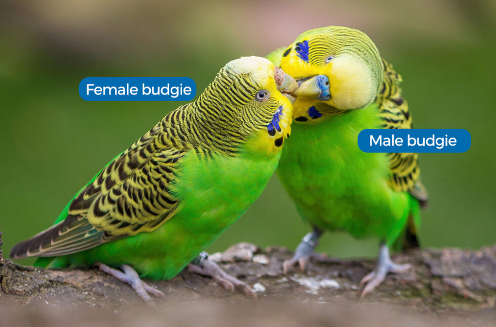 How To Identify The Gender Of A Budgie 5353