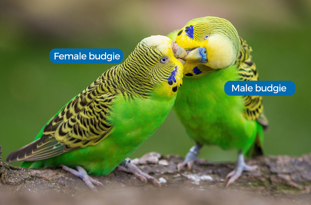 How to identify the gender of a budgie