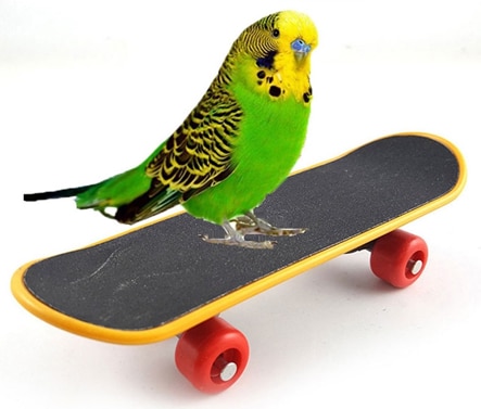 FunnyBudgerigar on a skateboard