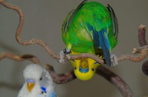 Funny budgie sitting upside down