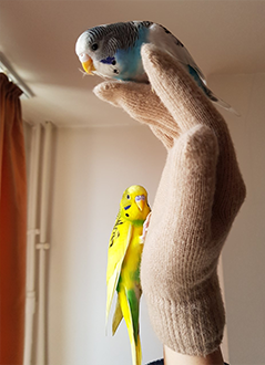 Male and female baby budgie. Identify budgie by cere's color 