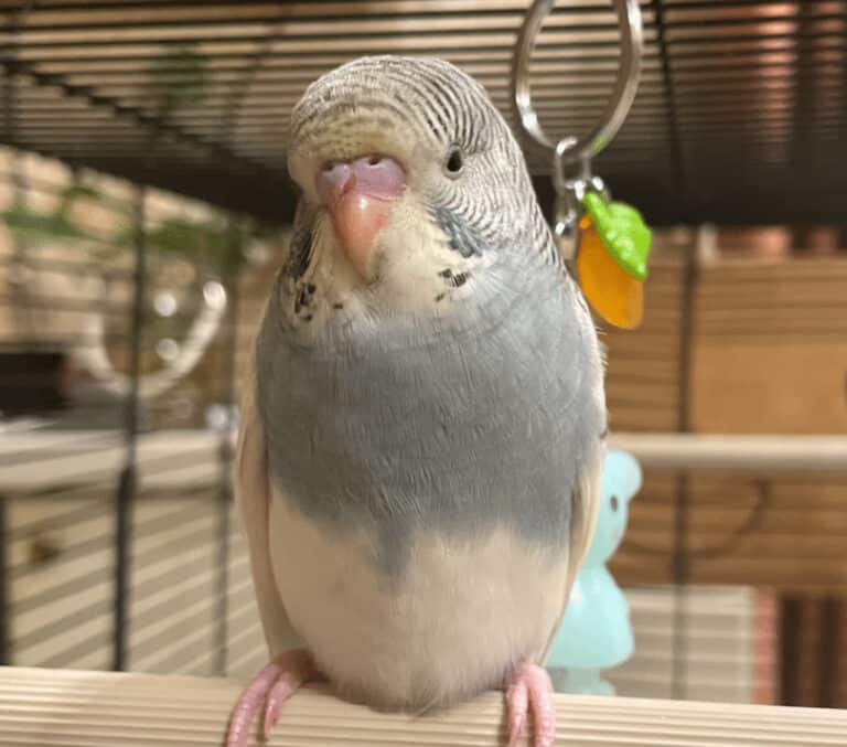 A grey budgie