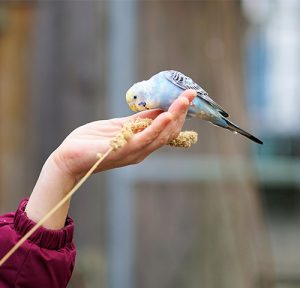 Hand feeding budgies