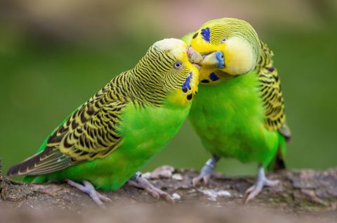 How to identify the gender of a budgie | The Perruches