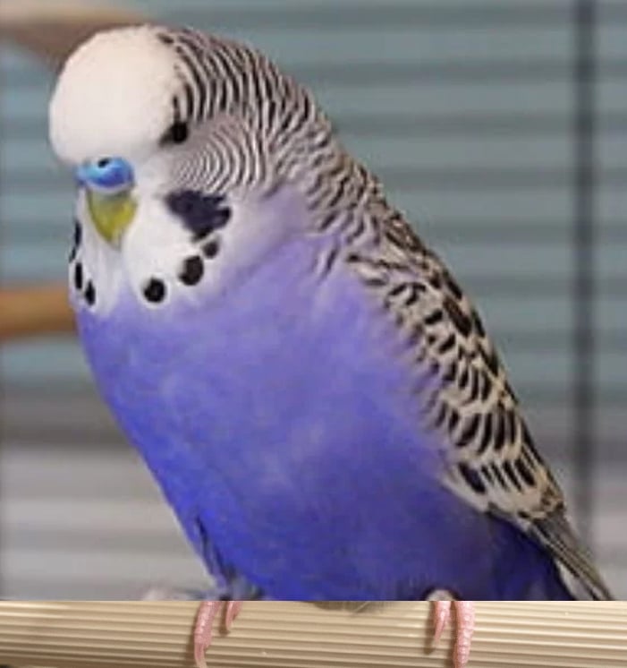 A mauve budgie