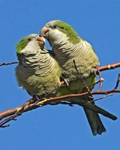 Two Monk parakeets on a branch.