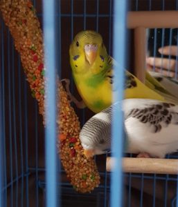 Two budgies eating seeds.