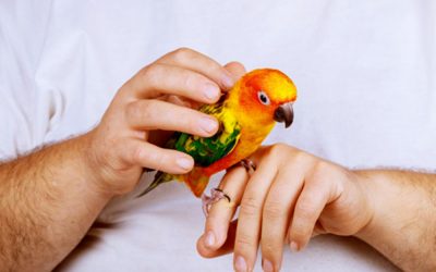 How to make your parakeet love you