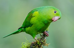 Plain parakeet. Green parakeet on green background.