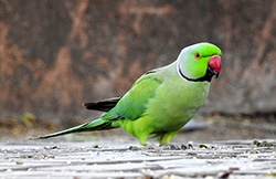 Psittacula Parakeets