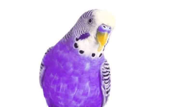 A purple budgie