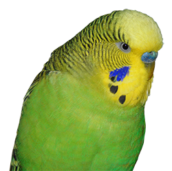 Green budgie