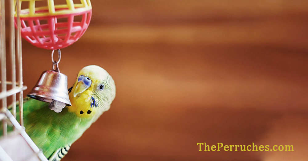 A sweet and curious budgie