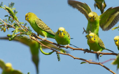 Top 8 tips on taming wild budgies