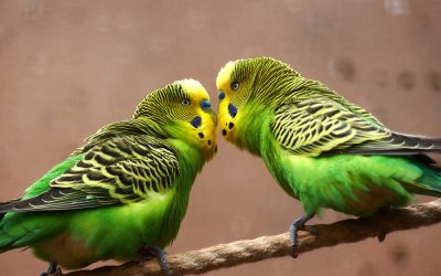 Breeding budgies and everything you need to know