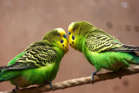 Breeding Budgies And Everything You Need To Know | ThePerruches.com