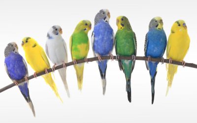 All budgie colors and magic hues: Greens to Blues