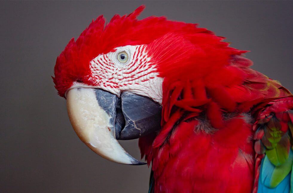 Alexandrine Parakeet (also known as Alexander Parrot)